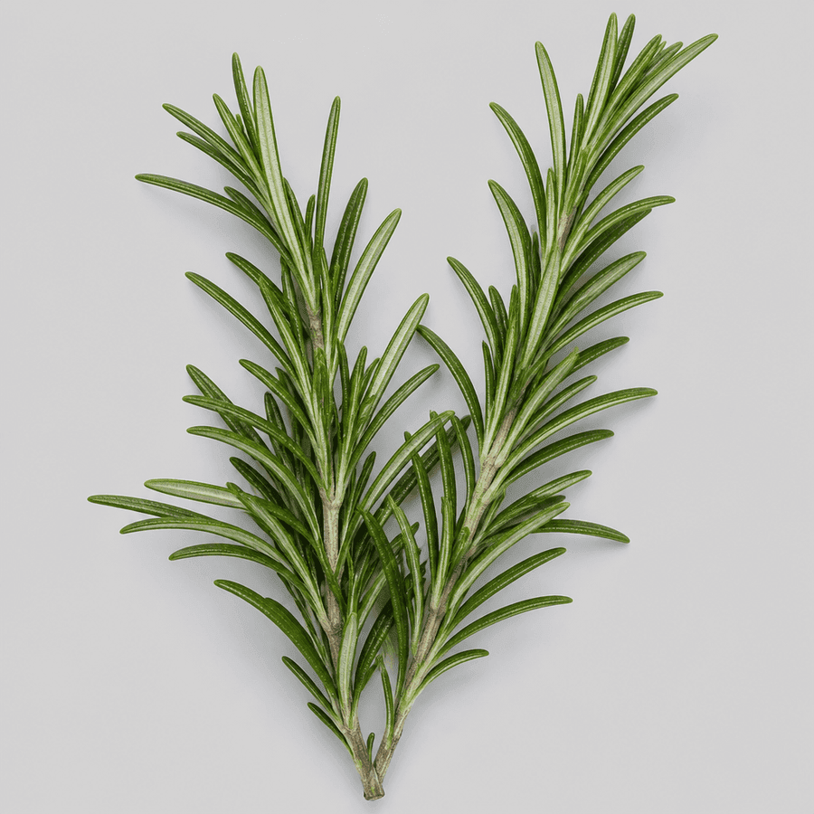 Fresh Rosemary