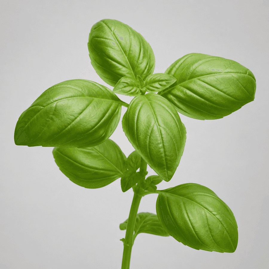 Fresh Basil