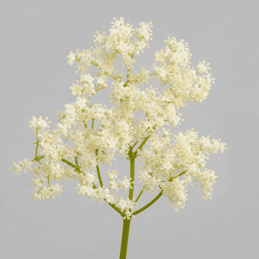 Elderflower Liqueur