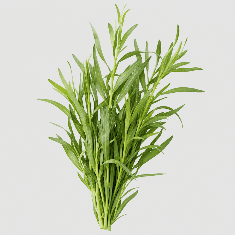 Fresh Tarragon